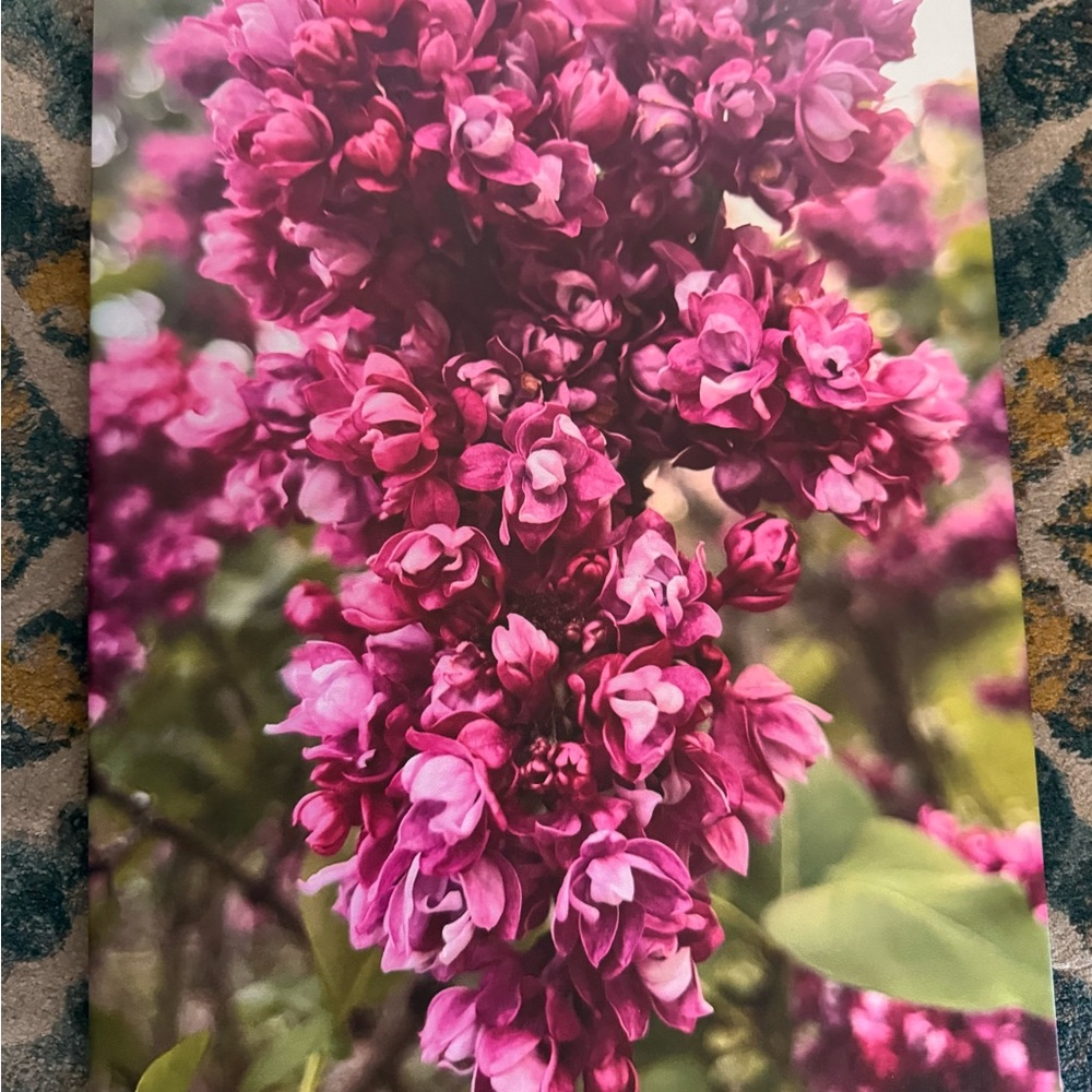 Floral Photography Print - Pink Blossoms